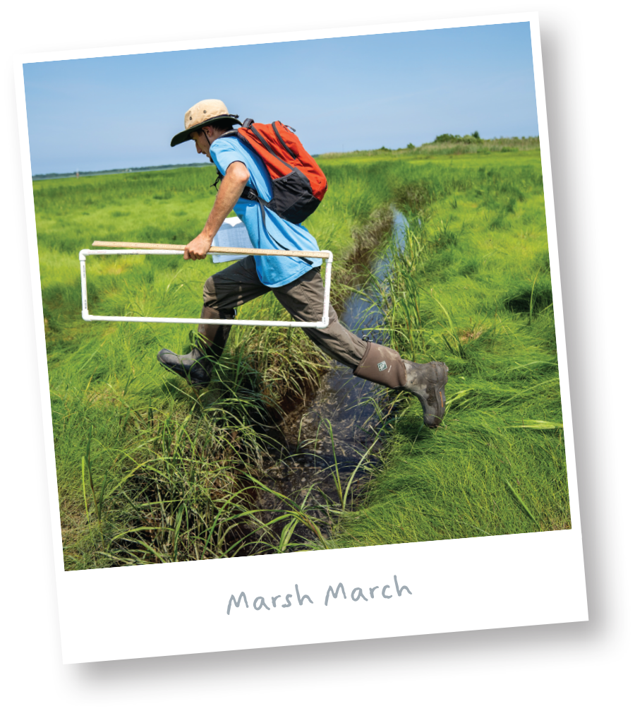 Demetrius Phofolos studying ditches created by farmers in a salt marsh in Rowley, Mass.